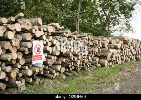 BUCKINGHAMSHIRE, UK - October 17, 2021. Logs stacked in UK woodland ready to use for biomass heating Stock Photo