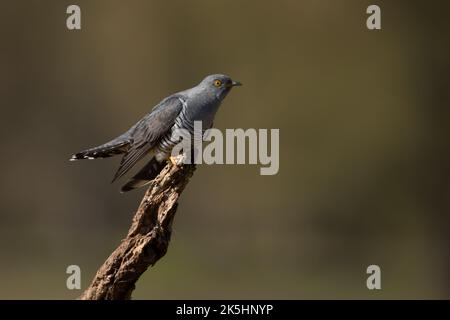 Common cuckoo, Cuculus canorus Stock Photo