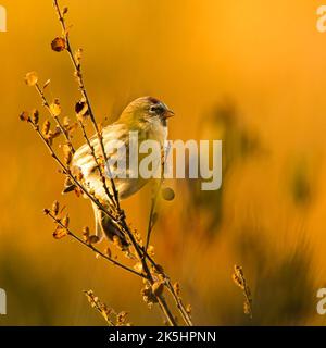 Wildlife in Finland. Bears, Wolverine and birds. Stock Photo