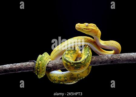 Juvenile Green tree python on a branch, Indonesia Stock Photo