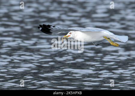 Ring-billed Gull Flying Over Water With A Fish In Its Mouth Stock Photo