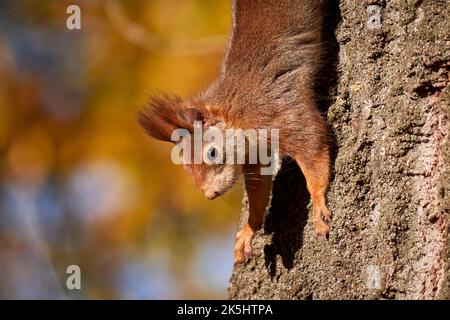 Eurasian red squirrel on a tree (Sciurus vulgaris) Stock Photo