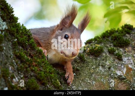 Eurasian red squirrel on a tree (Sciurus vulgaris) Stock Photo