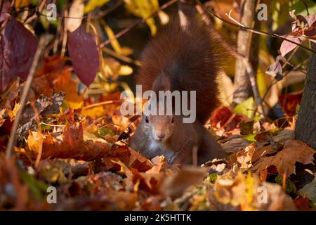 Eurasian red squirrel on the ground with autumn leaves (Sciurus vulgaris) Stock Photo