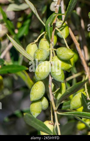 olives growing on a cultivated olive tree ripening in the greek sunshine on the island of zante or zakynthos, olives used in production of olive oil. Stock Photo