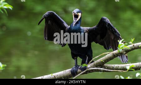 A Great cormorant perched on a tree with an open beak Stock Photo