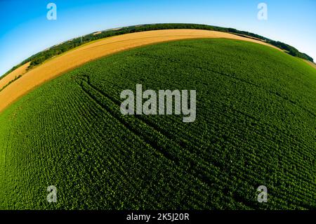 France, Essonne (91), Chalou-Moulineux, sugar beet fields in the plain of Beauce Stock Photo