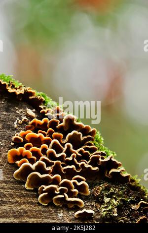 Mushrooms on a sawn-off tree trunk, October, Saxony, Germany Stock Photo