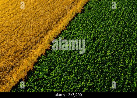 France, Essonne (91), Chalou-Moulineux, aerial view of wheat and sugar beet fields in the plain of Beauce Stock Photo