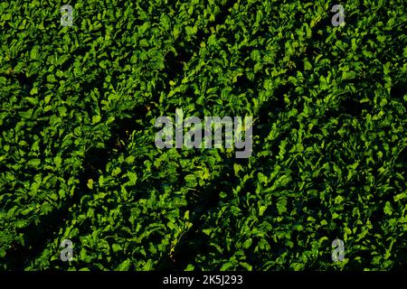 France, Essonne (91), Chalou-Moulineux, aerial view of a sugar beet field in the plain of Beauce Stock Photo