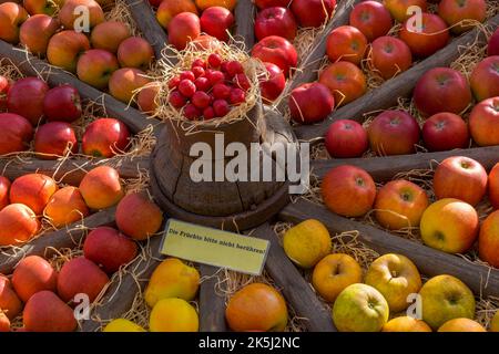 Presentation of different apple varieties in an old wagon wheel, Muensterland, North Rhine-Westphalia, Germany Stock Photo