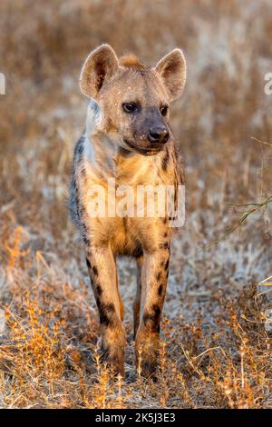 Spotted hyena (Crocuta crocuta), in the golden morning light, Nsefu Sector, South Luangwa, Zambia Stock Photo