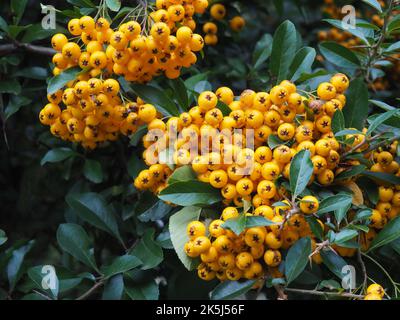 Orange berries and green leaves of the pyracantha coccinea or the scarlet firethorn plant. It is the European species of firethorn. Stock Photo