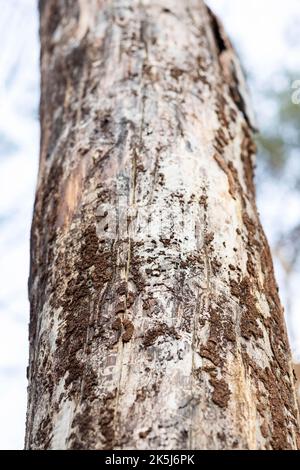 Tree trunk without bark after infestation by bark beetle (Scolytinae), dead wood at Frauenteich, Moritzburger Teiche, Meissen County, Saxony, Germany Stock Photo