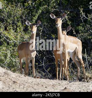 Common impalas (Aepyceros melampus), group of adult females, eye contact, alert, savanna, Mahango Core Area, Bwabwata National Park, Kavango East, Cap Stock Photo