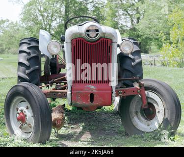 Front view of old red and white tractor with chicken in foreground on farm. Stock Photo