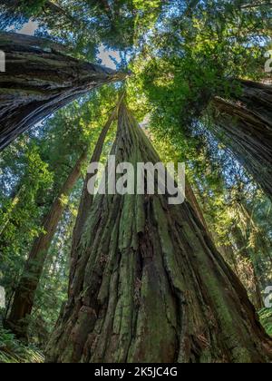 Redwood trees, Peterson Memorial Trail, Redwoods National and State Parks outside of Crescent City, California. Stock Photo