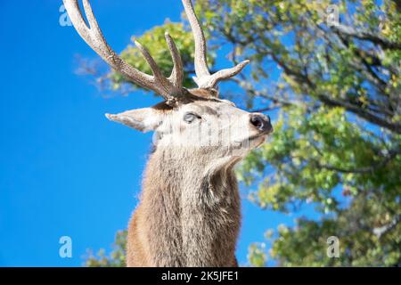Pride deer with its characteristic antlers Stock Photo