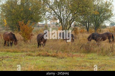 Herd of wild Exmoor horses grazing freely in a steppe landscape, autumn day shortly after sunrise. Stock Photo