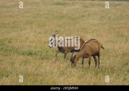 two brown goats grazing on a meadow during a dry summer Stock Photo