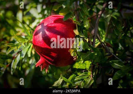 Close up of ripe pomegranate fruit on a tree branch surrounded by green leaves. Stock Photo