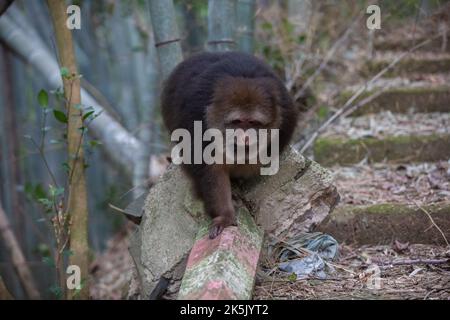 NINGBO, CHINA - OCTOBER 9, 2022 - Xing Xing, a one-armed monkey, is seen on Daliang Mountain in Ning, Ningbo City, Zhejiang Province, China, Oct 9, 20 Stock Photo