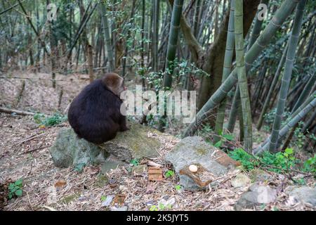 NINGBO, CHINA - OCTOBER 9, 2022 - Xing Xing, a one-armed monkey, is seen on Daliang Mountain in Ning, Ningbo City, Zhejiang Province, China, Oct 9, 20 Stock Photo