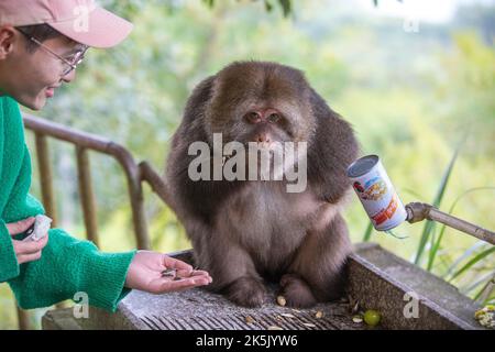 NINGBO, CHINA - OCTOBER 9, 2022 - Xing Xing, a one-armed monkey, is seen on Daliang Mountain in Ning, Ningbo City, Zhejiang Province, China, Oct 9, 20 Stock Photo