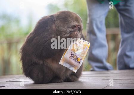 NINGBO, CHINA - OCTOBER 9, 2022 - Xing Xing, a one-armed monkey, is seen on Daliang Mountain in Ning, Ningbo City, Zhejiang Province, China, Oct 9, 20 Stock Photo