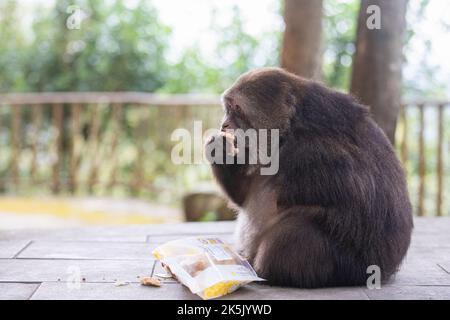 NINGBO, CHINA - OCTOBER 9, 2022 - Xing Xing, a one-armed monkey, is seen on Daliang Mountain in Ning, Ningbo City, Zhejiang Province, China, Oct 9, 20 Stock Photo