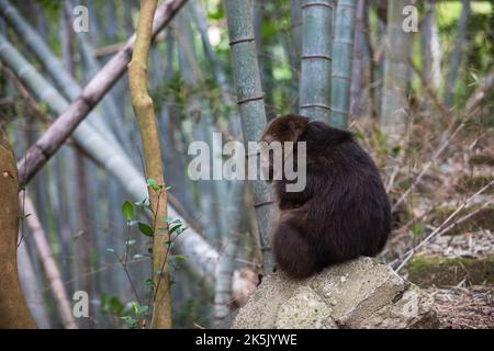 NINGBO, CHINA - OCTOBER 9, 2022 - Xing Xing, a one-armed monkey, is seen on Daliang Mountain in Ning, Ningbo City, Zhejiang Province, China, Oct 9, 20 Stock Photo