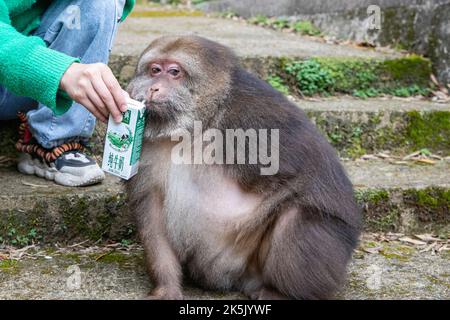 NINGBO, CHINA - OCTOBER 9, 2022 - Xing Xing, a one-armed monkey, is seen on Daliang Mountain in Ning, Ningbo City, Zhejiang Province, China, Oct 9, 20 Stock Photo