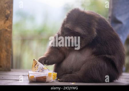 NINGBO, CHINA - OCTOBER 9, 2022 - Xing Xing, a one-armed monkey, is seen on Daliang Mountain in Ning, Ningbo City, Zhejiang Province, China, Oct 9, 20 Stock Photo