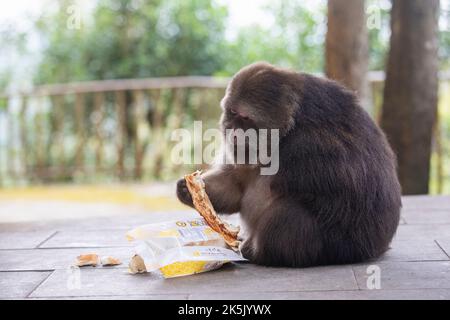 NINGBO, CHINA - OCTOBER 9, 2022 - Xing Xing, a one-armed monkey, is seen on Daliang Mountain in Ning, Ningbo City, Zhejiang Province, China, Oct 9, 20 Stock Photo