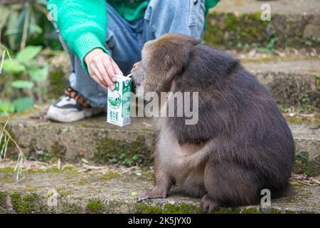 NINGBO, CHINA - OCTOBER 9, 2022 - Xing Xing, a one-armed monkey, is seen on Daliang Mountain in Ning, Ningbo City, Zhejiang Province, China, Oct 9, 20 Stock Photo