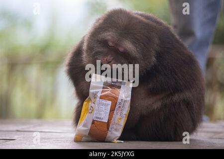 NINGBO, CHINA - OCTOBER 9, 2022 - Xing Xing, a one-armed monkey, is seen on Daliang Mountain in Ning, Ningbo City, Zhejiang Province, China, Oct 9, 20 Stock Photo