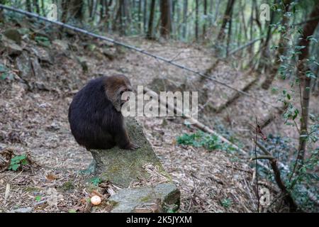 NINGBO, CHINA - OCTOBER 9, 2022 - Xing Xing, a one-armed monkey, is seen on Daliang Mountain in Ning, Ningbo City, Zhejiang Province, China, Oct 9, 20 Stock Photo