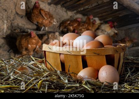 basket full of eggs on hay and hens in chicken coop Stock Photo