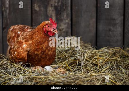 brown hen sits on the eggs in hay inside chicken coop Stock Photo
