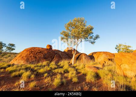 Spinifex, red earth and single tree in front of eroded granite boulders at Devil's Marbles, a popular tourist destination, Northern Territory, NT, Aus Stock Photo