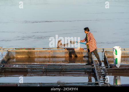 Asian Fisherman feeds the Tilapia for feeding fish in a commercial farm in Mekong river. Farmers feeding fish in cages, Tilapia Farming. Mekong River. Stock Photo