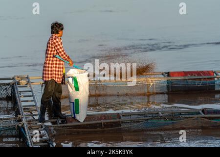 Asian Fisherman feeds the fish in a commercial farm in Mekong river. Farmers feeding fish in cages, Mekong River. The Tilapia for feeding fish. Tilapi Stock Photo