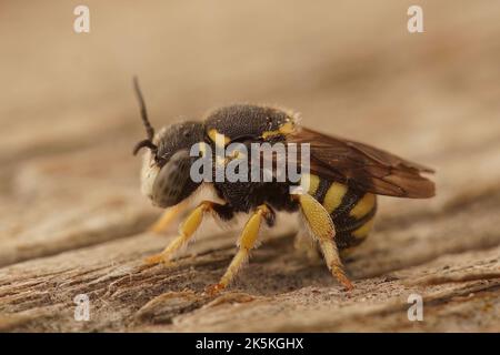 Detailed closeup on the cute, small, yellow, male,rotund resin solitary bee , Anthiedielluim strigatum Stock Photo