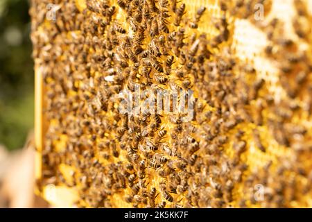 Selective focus of bee on honeycomb close-up. Bees work on a frame with honey. Stock Photo