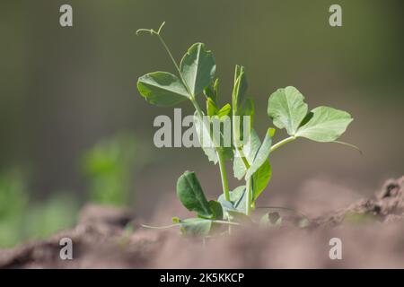 A pea sprout sprouts from the soil. A young pea has just appeared in the field. The concept of harvest in agriculture. Stock Photo