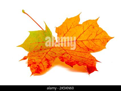 Colorful colors of a maple leaf isolated in autumn Stock Photo