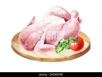 Raw broiler chicken carcass. Hand drawn watercolor illustration ...