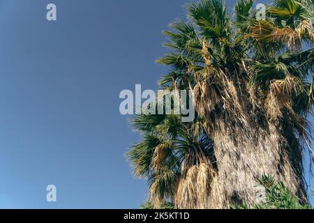 Green Palm Tree against a Blue Sky Stock Photo
