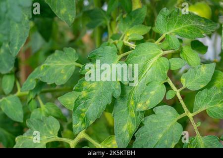 Tomato leaf mold. Cladosporium fulvum plant diseases on tomato leaves with pale yellow spots. Fungal damage. Early symptoms. Stock Photo