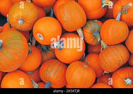 Pile of many small orange 'Little Halloween' carving pumpkins Stock Photo